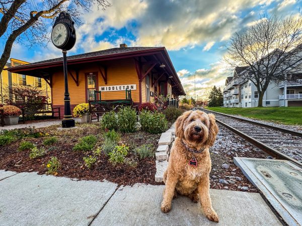 A fluffy dog sits on the sidewalk by Middleton train station, ready to travel with dog lovers. Railroad tracks and a nearby clock complete the scene under a partly cloudy sky.