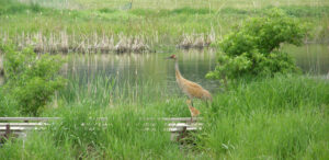 a large bird standing on a wooden bench near a body of water
