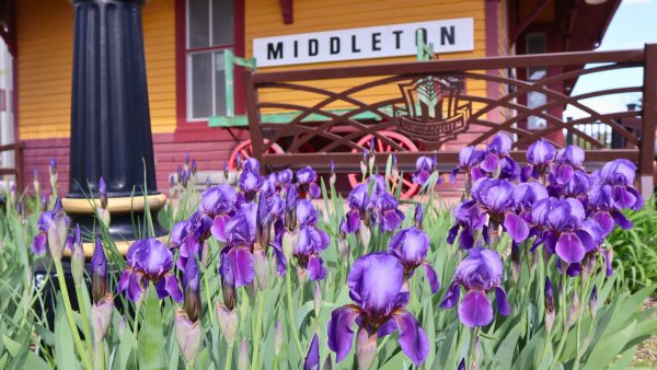 Purple irises bloom in front of a historic building with a yellow and red exterior and a sign that reads “Middleton.”.