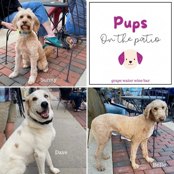 Collage showing three dogs named Sunny, Dave, and Belle sitting on a patio at Middleton's "Pups On the Patio" grape water wine bar—perfect for those who love to travel with dog companions.