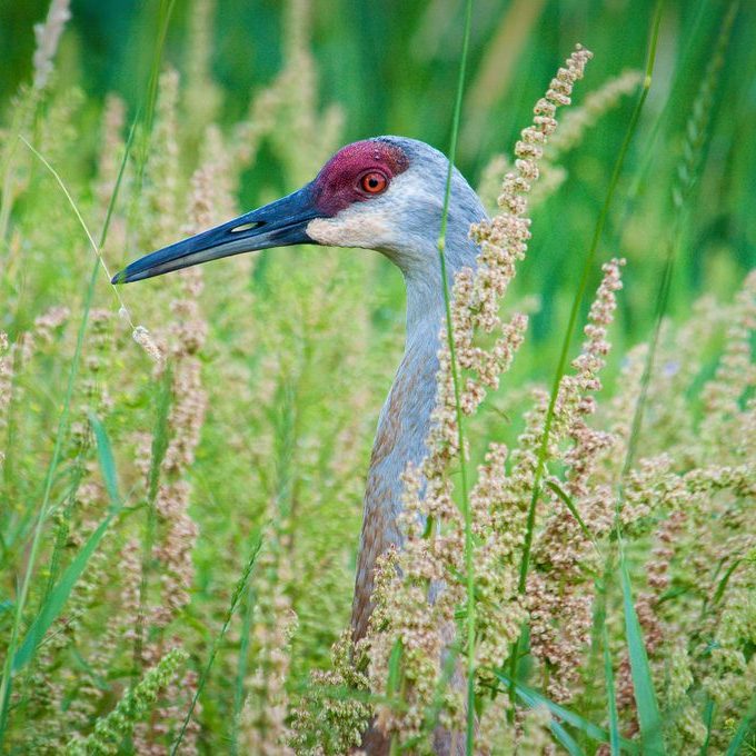a bird standing in a field of tall grass