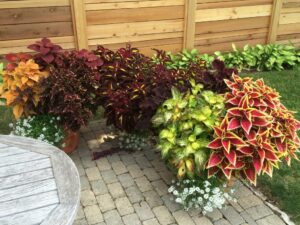 a bunch of plants that are sitting in the grass