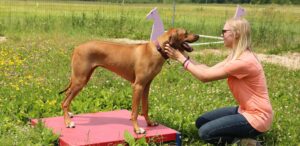 a woman kneeling down next to a brown dog