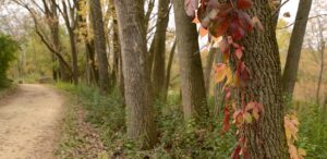 a dirt path in a wooded area with lots of trees