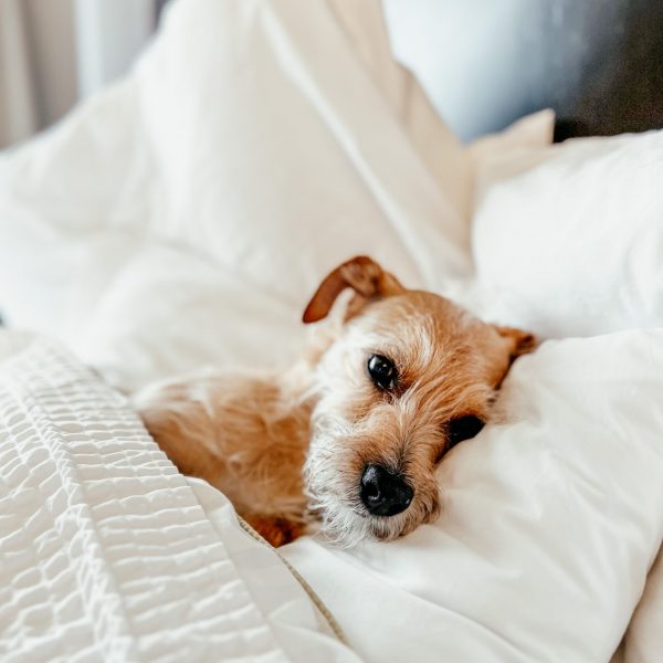 A small brown dog from Middleton lies on its side under white blankets, resting its head on a pillow—a perfect companion to travel with dog lovers everywhere.